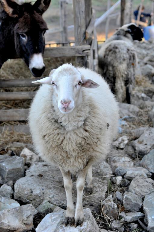 ホテルAgriturismo Ca Del Buco Monte San Giovanni  エクステリア 写真